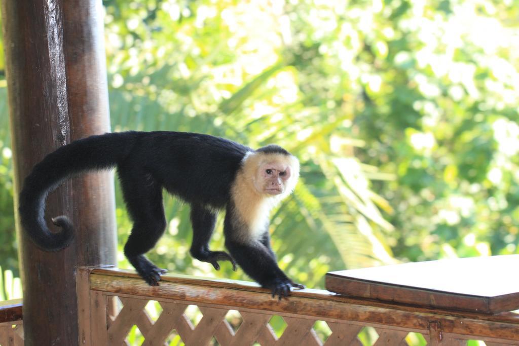 Jungle Villa Manuel Antonio Exteriér fotografie