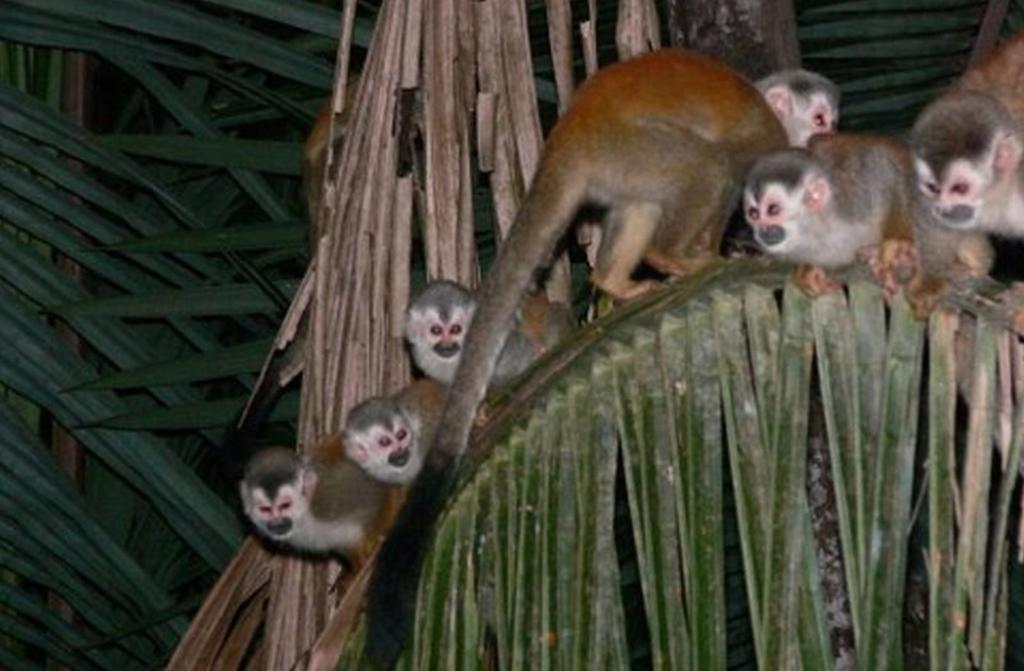 Jungle Villa Manuel Antonio Exteriér fotografie