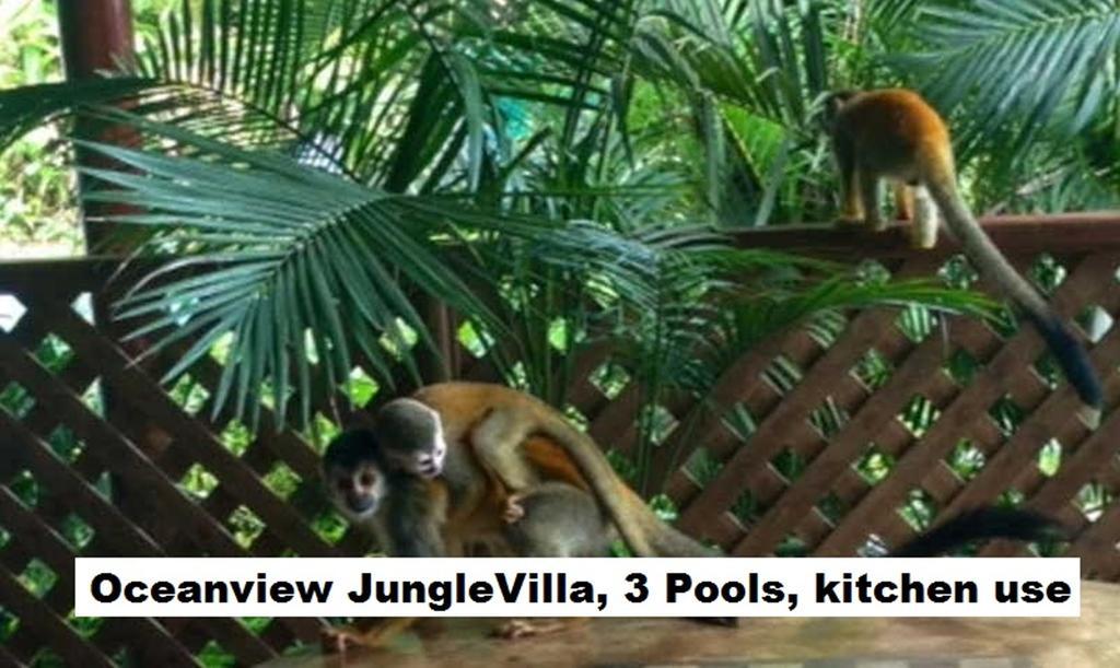 Jungle Villa Manuel Antonio Exteriér fotografie